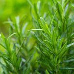 روغن رزماری